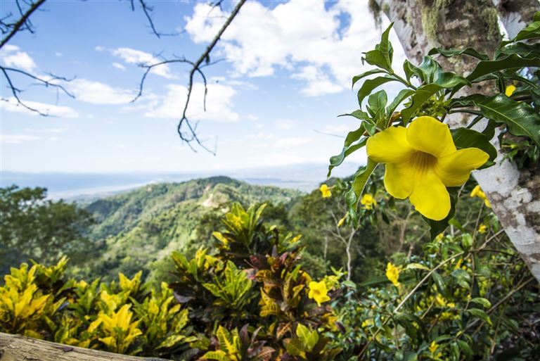 Wildlife Pur von der Karibik zum Pazifik mit Baden ©k811/istock